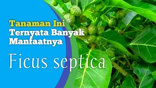 Awar Awar - Ficus septica || Ternyata Banyak Sekali Manfaatnya