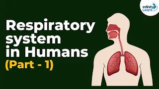 Respiratory system in Humans - Part 1 | Don't Memorise