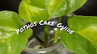 Pothos Care Guide // Basic Devil's Ivy Care Guide