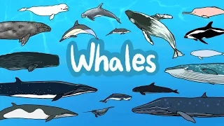 Whales | What kind of Whales live under the sea? | Kids Draw