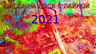 ОХОТА НА ЛОСЯ С ЛАЙКОЙ 2021.Сначала лоси, потом медведи.Лоси не стоят под собакой.