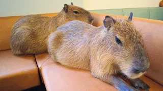 Newly Opened Capybara Cafe in Japan Tokyo 😍 Cafe Capyba