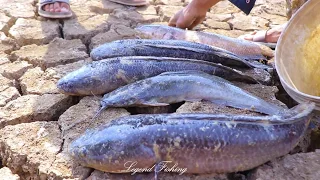 Power Of Dry Season Catch Giant Fish From Underground Dry Land By Two Brother