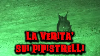 La VERITÀ sui pipistrelli - Creepypasta