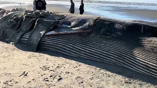 Dead Finn whale #2