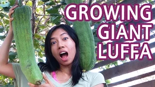 How To Grow Luffa