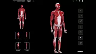 The Deep Muscles Of The Anterior Compartment Of The Forearm