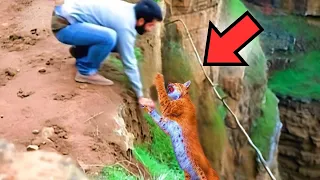 Hombre salva lince embarazada en acantilado ¡y lo que ella hace a cambio es increíble!