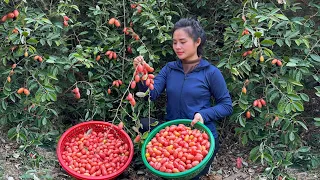 Harvesting sour red fruit to sell at the market - Gardening
