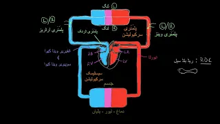 Two Circulations in the Body | Circulatory system physiology  | NCLEX RN  |  Khan Academy Urdu
