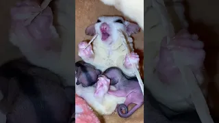 So Cute Sugar Glider Mother & Twin ❤️❤️ #shorts #sugarglider #sugarglidercare