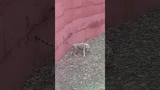 White TIGER..in Indira Gandhi Zoological Park Visakhapatnam.🐅