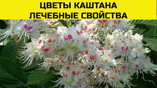 Цветы каштана. Лечебные свойства ❤️ цветов каштана конского.