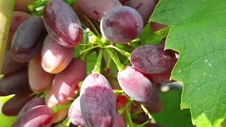 Для чого Гіберелін на Винограді? Три причини