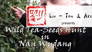 Liu - Tea & Art´s - Wild tea seeds hunt in Nan Wudang 2018