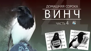 Домашняя сорока (magpie) ВИНЧ. Часть 4. Хроники дерзкой сороки)