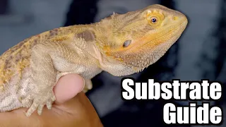 Substrate Guide For Arid Reptiles | Bearded Dragons and Leopard Geckos