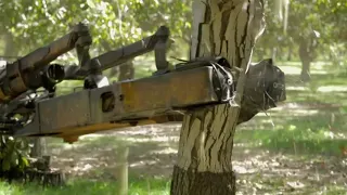 California Walnut Harvesting