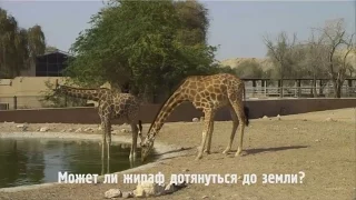 Может ли жираф дотянуться до земли? Ответ в Вирри!