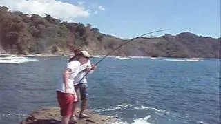 Huge Rooster fish - Costa Rica