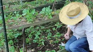 Meet Fred, More Fall Planting and How is the Compost Working?