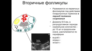 Эхографическая характеристика матки и придатков в различные фазы цикла