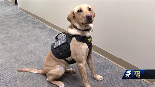 Payne County sheriff's K-9 helps sniff out devices that leads to child pornography arrest