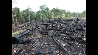 Deforestation: Facts, Causes & Effects