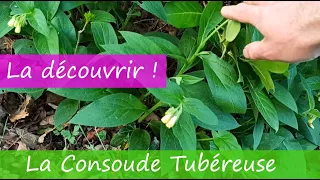 Découverte de la Consoude tubéreuse