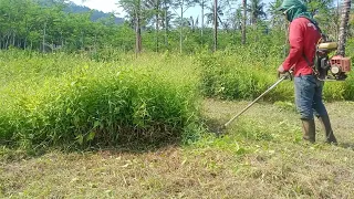 MASIH LAGI MESIN RUMPUT SEMAK MENGUNAKAN PISAU