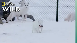 Arctic Fox in Norway | Wild Nordic