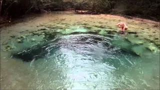 Econfina Springs