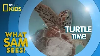 Turtle Time! | What Sam Sees