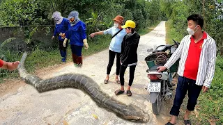 2 girls discovered 100 giant snakes crawling across the road to attack people | Giant king cobras