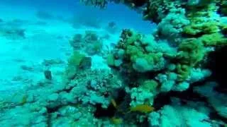 Тест видео GoPro Hero 3+ Дайвинг, Красное море, Египет. Тест подводной съемки.Veryvery.ru