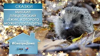 #СмотриДома | Михаил Пляцковский «Ёжик, которого можно погладить» | Сказки на ночь (2020)