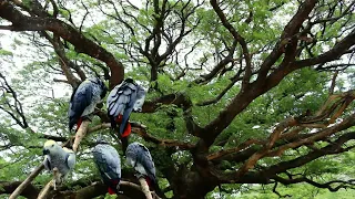 Songs of the Jungle: African Grey Parrot Melodies 4k , african gray parrot singing amazing grace