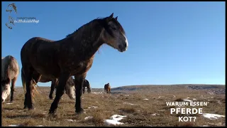 Pferde essen Kot - warum? Video mit Wildpferden.