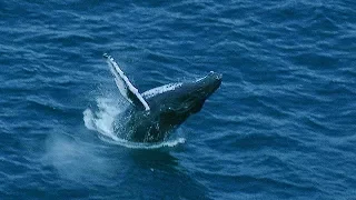 Whale Fights Males to Protect Calf | BBC Earth