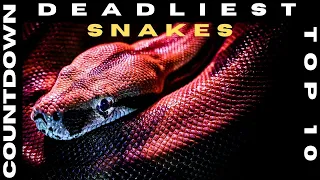 Top 10 DEADLIEST SNAKES in the WORLD - You Won't Believe Number 7