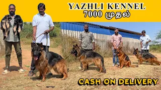 Cheapest ஜெர்மன் ஷெப்பர்ட் Dog Kennel | Yazhli Kennel Coimbatore | Puppies for sale