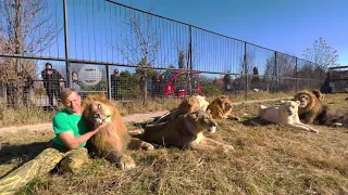 ВПЕРВЫЕ! Вожак львов и его сын объединили ВСЕ ПРАЙДЫ ЛЬВОВ!