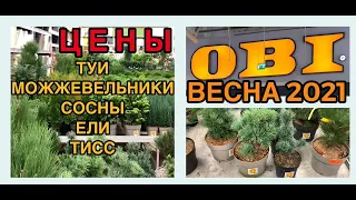 🌲ХВОЙНЫЕ в ОБИ обзор с ЦЕНАМИ🌳туи/можжевельники/сосны и другие