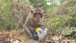 Monkey eating mango so delicious