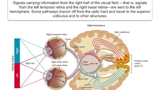 Perception:  3.1 Eye to brain