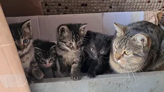 Mother Cat that gave birth to the world's 4 Cutest Baby Kittens on the Street. (old video)