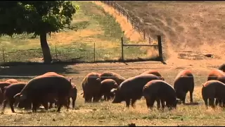 Heritage Breed Pigs