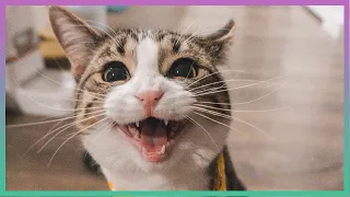 OMG So Cute Cats ♥ Best Funny Cat Videos