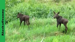 Newborn Baby Moose Twins Alaska Looking For Mother