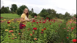 Harvesting Flowers for Market : Should I Buy This? : Flower Hill Farm